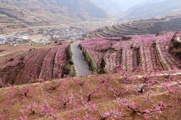 秦安縣有哪些看桃花的地點(diǎn)和線(xiàn)路推薦