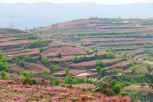 秦安县有哪些看桃花的地点和线路推荐