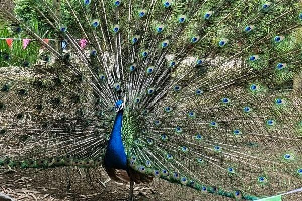 2024貴州森林野生動物園門票多少