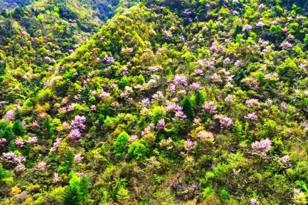 宁陕县春季有哪些赏花的地方推荐