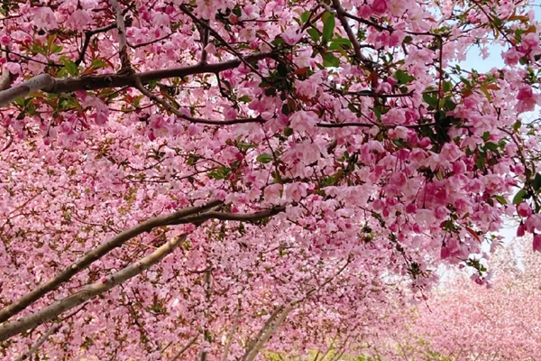 淄博有哪些好逛的公園推薦