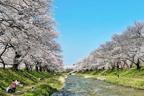 日本樱花什么时候开 日本樱花几月份开