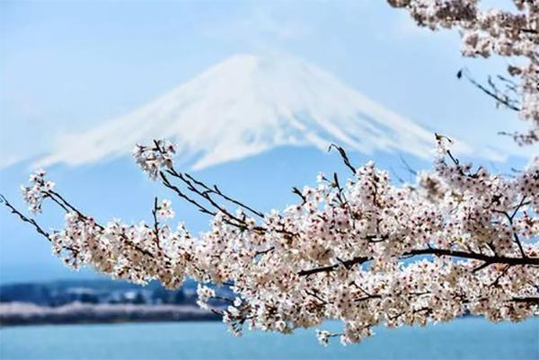 日本櫻花哪里最出名 最好看