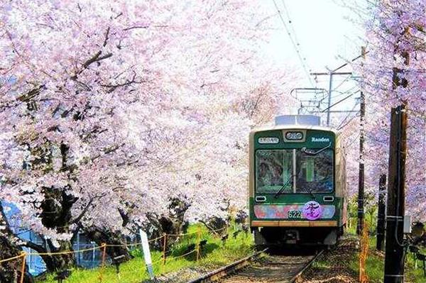 日本樱花哪里最出名 最好看