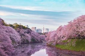 日本樱花哪里最出名 最好看