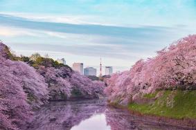 日本櫻花哪里最出名 最好看