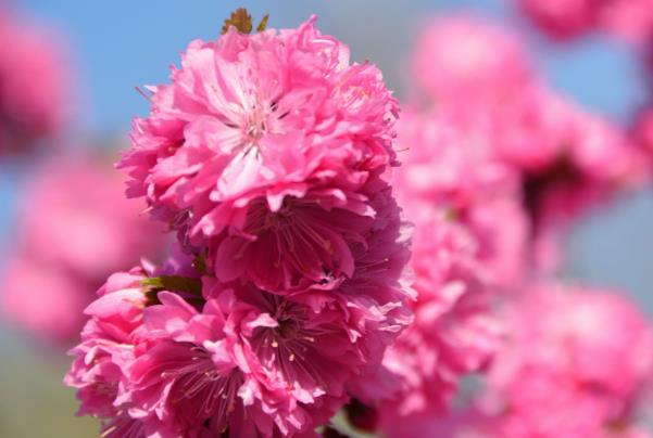 哈尔滨春天有什么花开 赏花的地方有哪些