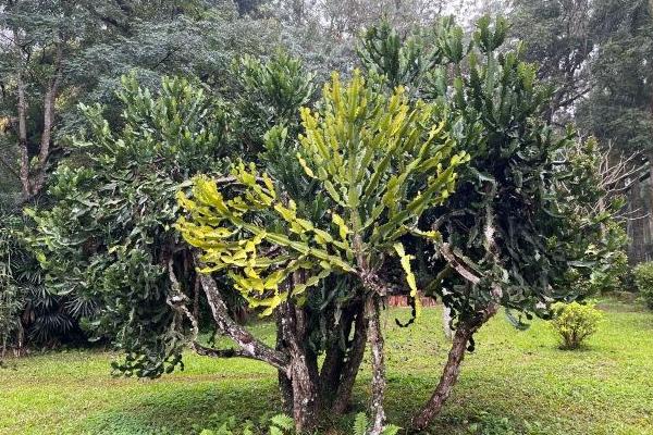 海南热带植物园门票优惠政策