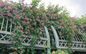 上海蔷薇花最多的公园