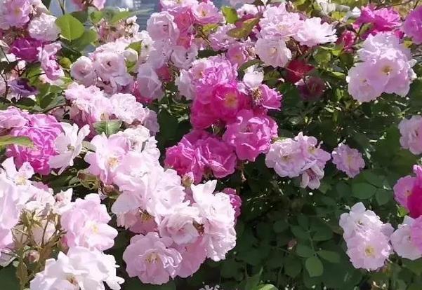 上海蔷薇花最多的公园