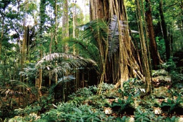 海南热带雨林国家公园门票优惠政策