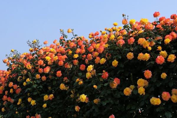 襄陽(yáng)月季花海在哪里