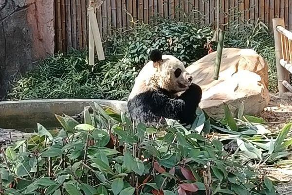 常州淹城動物園自駕車在哪個門進去