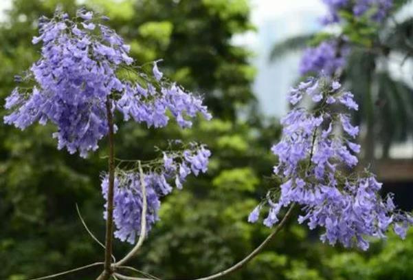 廣州五月賞花地點有哪些