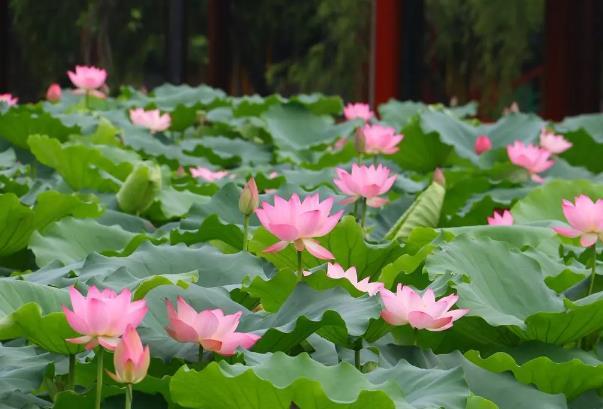 廣州五月賞花地點有哪些