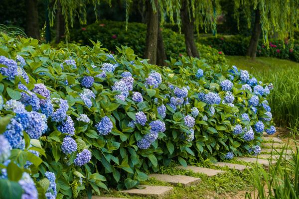 无锡哪里绣球花开得好