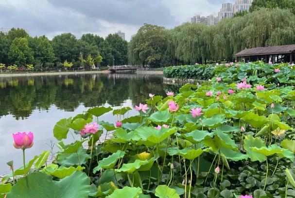 上海世纪公园有什么花