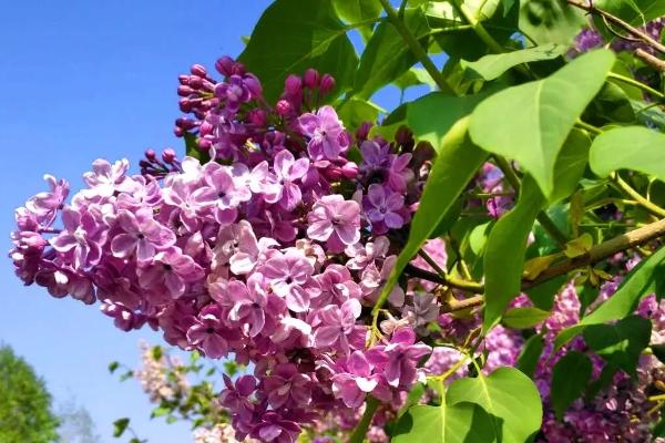 哈爾濱丁香花什么時(shí)候開花