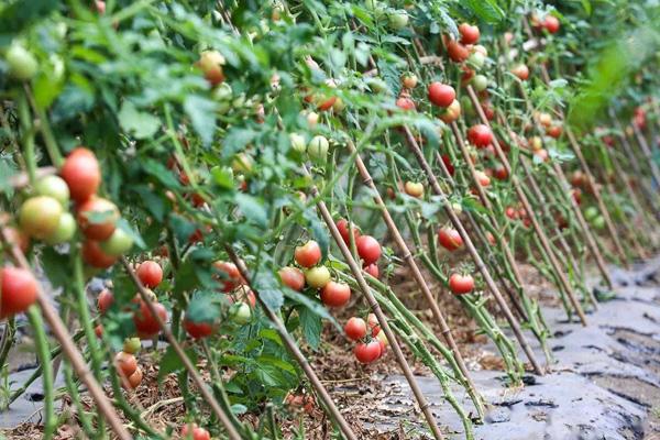 宁波鄞州区哪里可以摘番茄