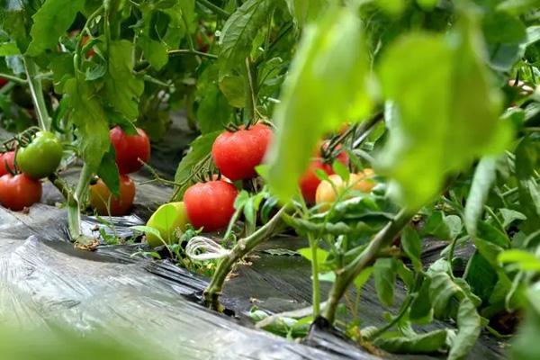 宁波鄞州区哪里可以摘番茄