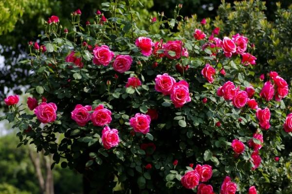 蘇州五月賞花好去處