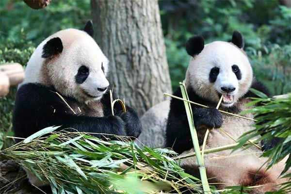 杭州动物园看熊猫怎么预约