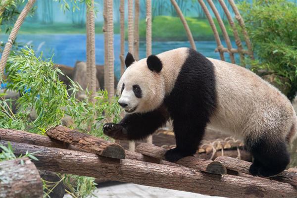 杭州动物园看熊猫怎么预约