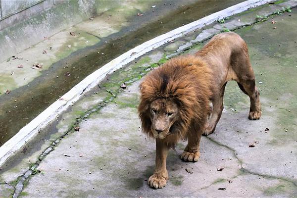 杭州動物園免費條件2024