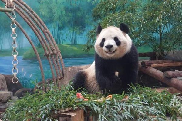 杭州动物园免费条件2024