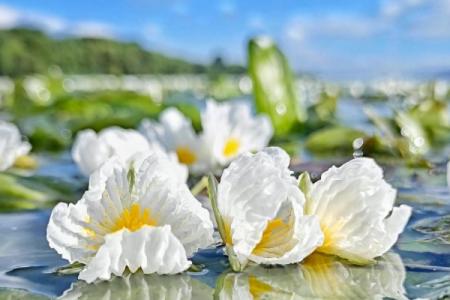 大理看海菜花的地方在哪里