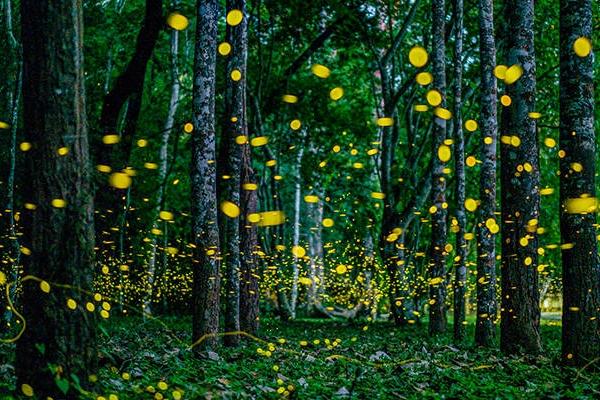 2024西雙版納植物園螢火蟲夜游在哪預約