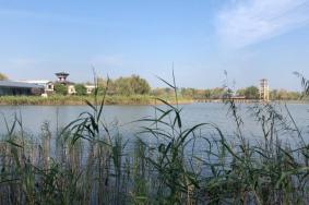 2024高邮湖芦苇荡湿地公园门票多少钱