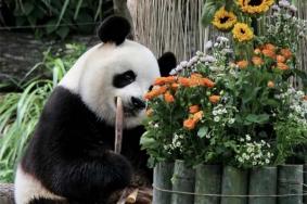 宁波野生动物园有熊猫吗