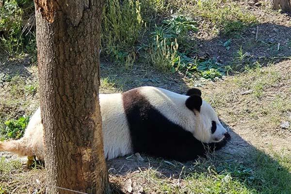 宁波野生动物园熊猫叫什么名字