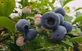 重庆采摘蓝莓的地方有哪些