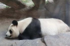 宁波野生动物园熊猫叫什么名字