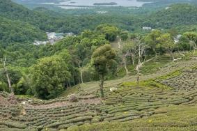 杭州茶都十景是哪十景