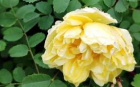 哈尔滨赏黄刺玫瑰的地方有哪些