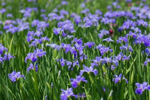 無錫6月看花的地方有哪些