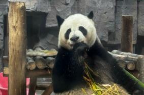 洛陽哪個動物園有大熊貓