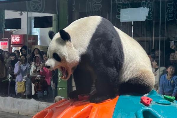 洛阳哪个动物园有大熊猫