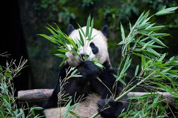 重庆亲子游开适往那里