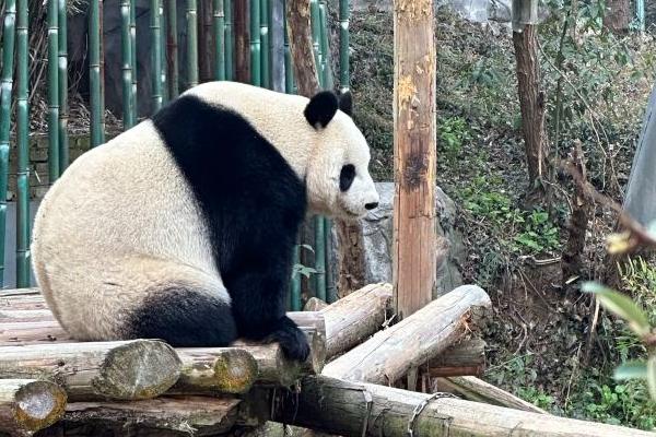 南京紅山動物園熊貓館從哪個門進