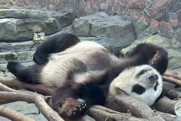 南京紅山動物園熊貓館從哪個門進