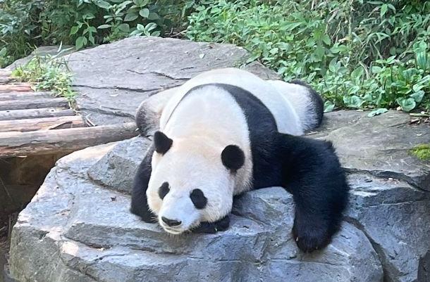 南京紅山動物園熊貓館從哪個門進