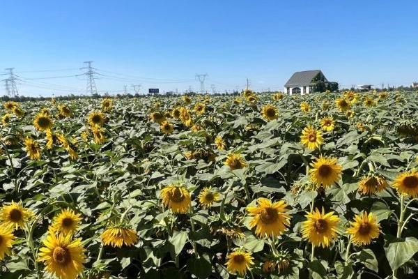 新疆農業博覽園門票優惠政策