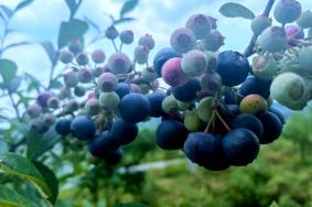 杭州采摘蓝莓的地方有哪些