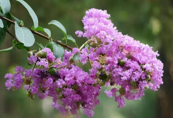 昆明六月賞花地點有哪些