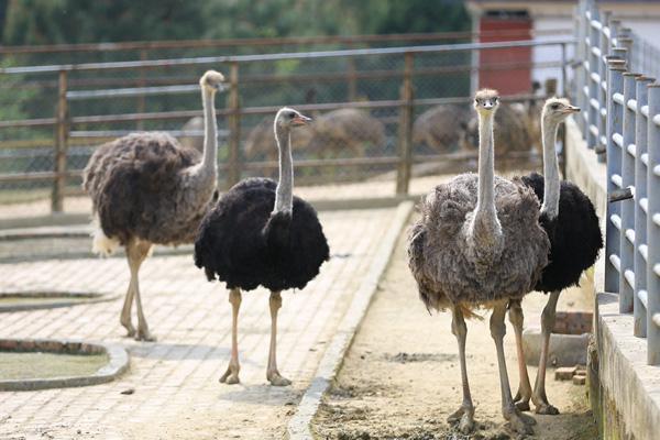 2024達州金石云頂動物園門票多少錢