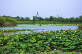 泗洪洪澤湖濕地公園旅游攻略